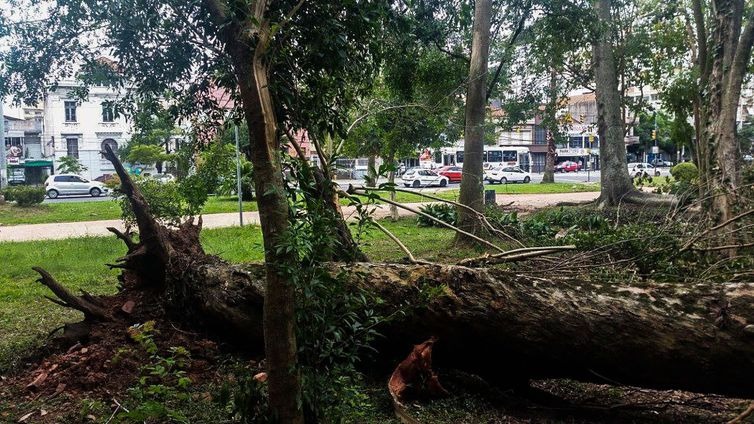 As cidades se comprometem a preservar as chamadas florestas internas, formadas por árvores dentro das cidades - Arquivo/Agência Brasil