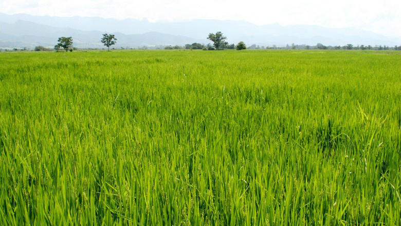 Com ajustes do governo, agro sofre corte de R$ 1,1 bilhão