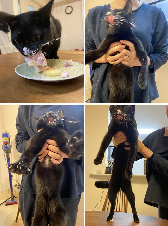 15 gatos que fizeram uma bagunça total ao comer (Fonte: Twitter - SirouTouge/Reprodução)