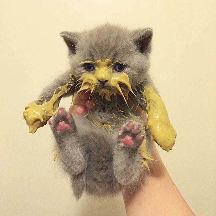 15 gatos que fizeram uma bagunça total ao comer (Fonte: Bored Panda/Reprodução)