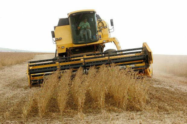 Colheita do milho de Mato Grosso está no fim Colheita do milho de Mato Grosso está no fim