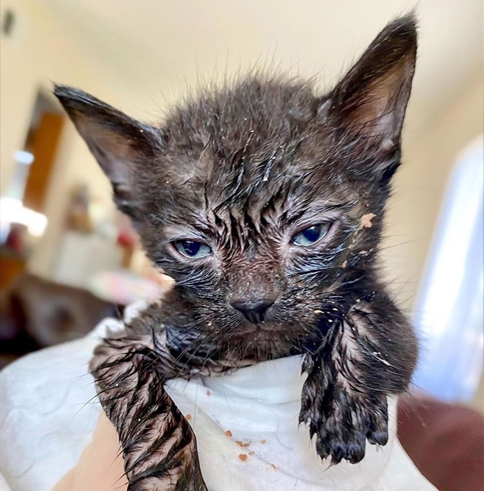 15 gatos que fizeram uma bagunça total ao comer (Fonte: Instagram - Leana Lynn/Reprodução)