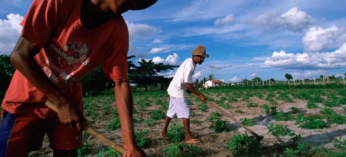 Brasil ganhou mais importância em mercados agrícolas globais Agricultores no estado da Bahia, no Brasil.