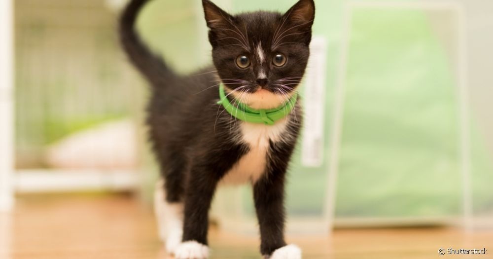 Pulgas em gatos: como evitar o problema em gatos caseiros? Aprenda de vez como tirar pulga de gato filhote e adulto