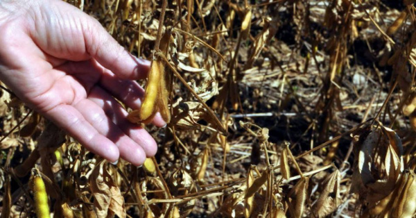 Seca provoca mais perdas para safra de soja do Brasil