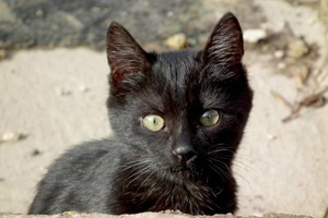 Satanistas tentam "adotar" gatos pretos para ritual no Halloween