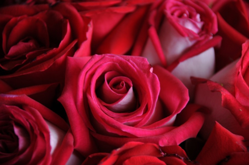 Buquê de rosas vermelhas ainda é o principal presente do dia dos namorados.