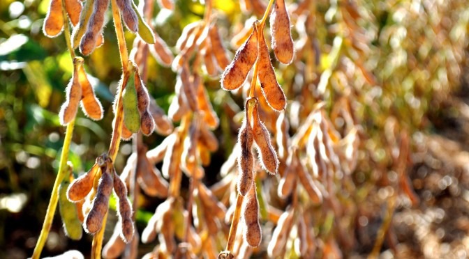 Produção de soja em MS deve ultrapassar 10 milhões de toneladas na safra 2018/19 A área cultivada deve crescer 4% em relação à safra passada, enquanto que a produtividade deve alcançar média de 59 sacas por hectare.