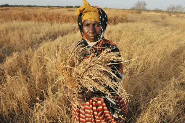 FAO prevê produção global "robusta" de cereais em 2016 FAO prevê produção global "robusta" de cereais em 2016