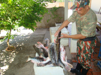 Pescado apreendido em Corumbá.