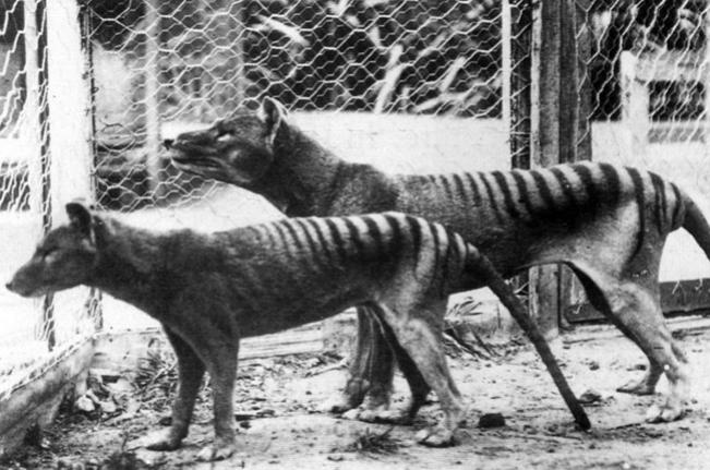 Eles sumiram: sete animais extintos