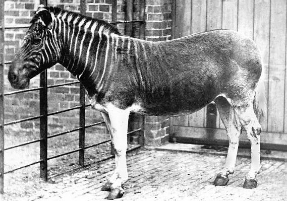 O quagga