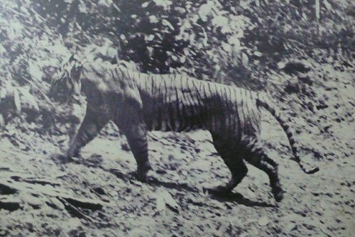 O tigre de Java