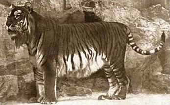 O tigre do Mar Cáspio