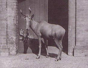 O antílope bubal