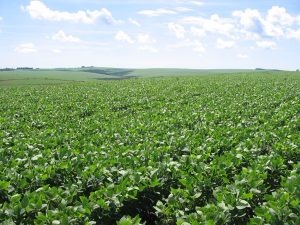 Iagro alerta para cadastramento de área de soja