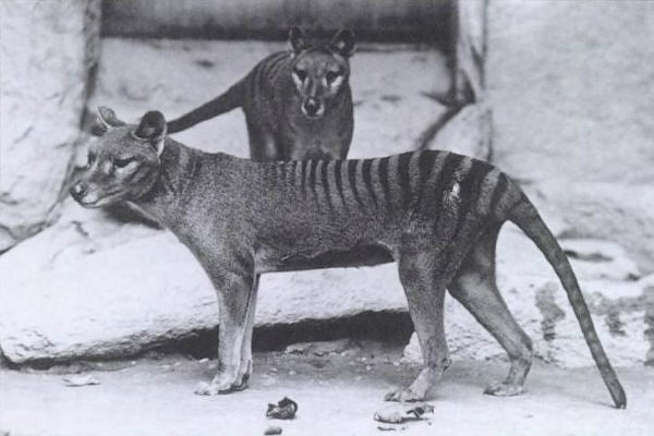 O thylacine