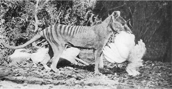 O tigre-da-Tasmânia (thylacine) fotografado numa jaula com uma galinha
