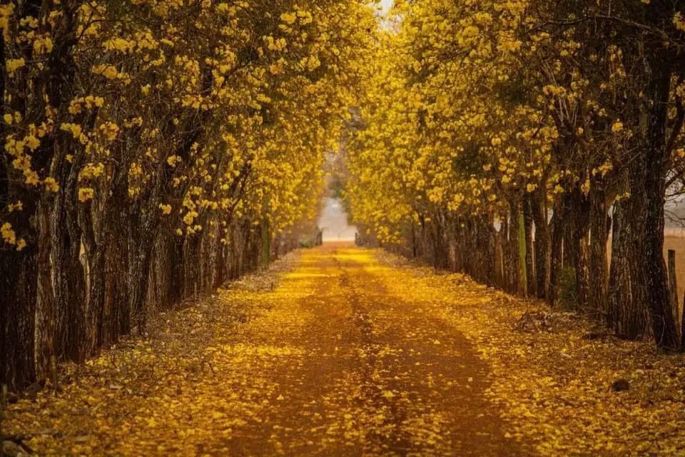 Entrada da fazenda de Rio Brilhante encanta qualquer um. (Foto: Leonardo Villetti) - CREDITO: CAMPO GRANDE NEWS