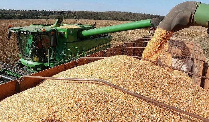 Tempo seco e quente ajuda e MS deve concluir colheita do milho na próxima semana Foto: Divulgação