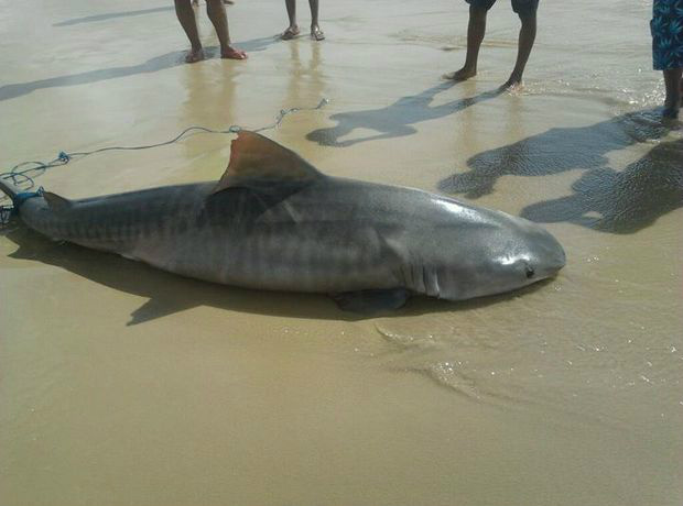 Tubarão-tigre foi encontrado por pescadores na Praia do Abaís em Estância (SE) (Foto: Divulgação)
