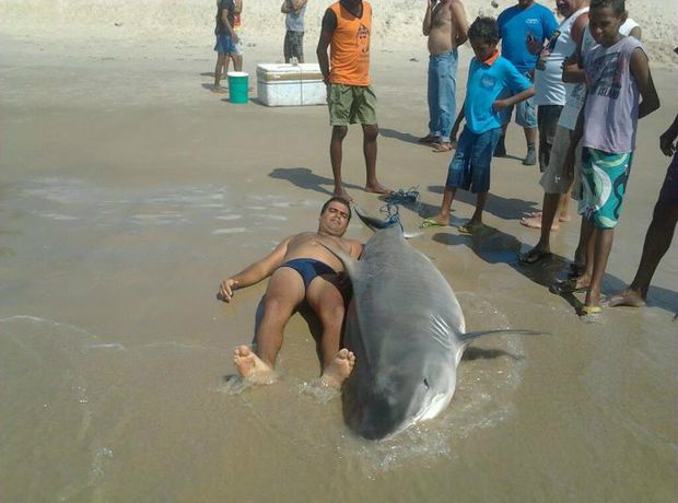 Banhista atesta as dimensões do tubarão-tigre capturado no litoral Sul de Sergipe (Foto: Divulgação)