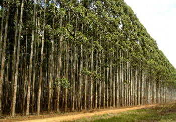 Projeto de cultivo ao eucalipto é lançado no sábado (3) A Prefeitura de Amambai e a empresa Eucalyptus Agroflorestal estão lançando o projeto Silvopastoril para atrair novos produtores para a produção do eucalipto.
