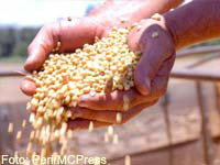 Ritmo de negociação da soja melhora no Brasil, diz Cepea Ritmo de negociação da soja melhora no Brasil, diz Cepea