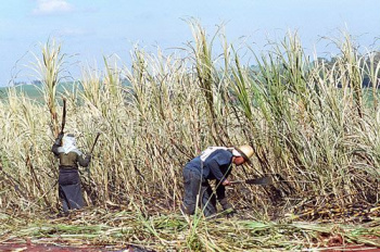 Justiça suspende queima da palha de cana na região de Franca