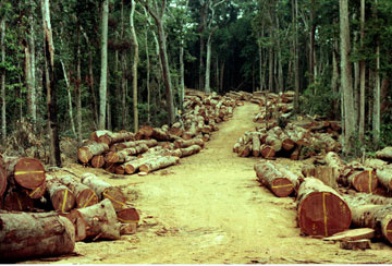 PMA autua fazendeiro por extração irregular de madeira