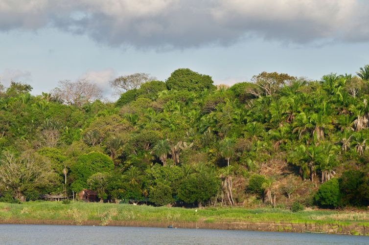 floresta na Amazônia.