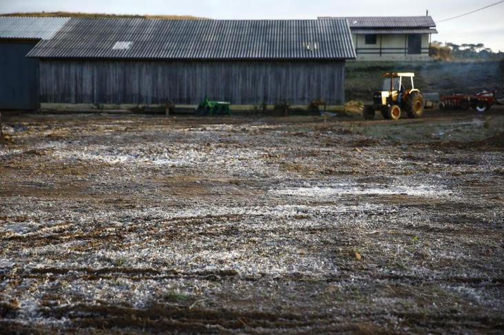 Geada compromete pastos e preço do boi gordo pode desvalorizar
