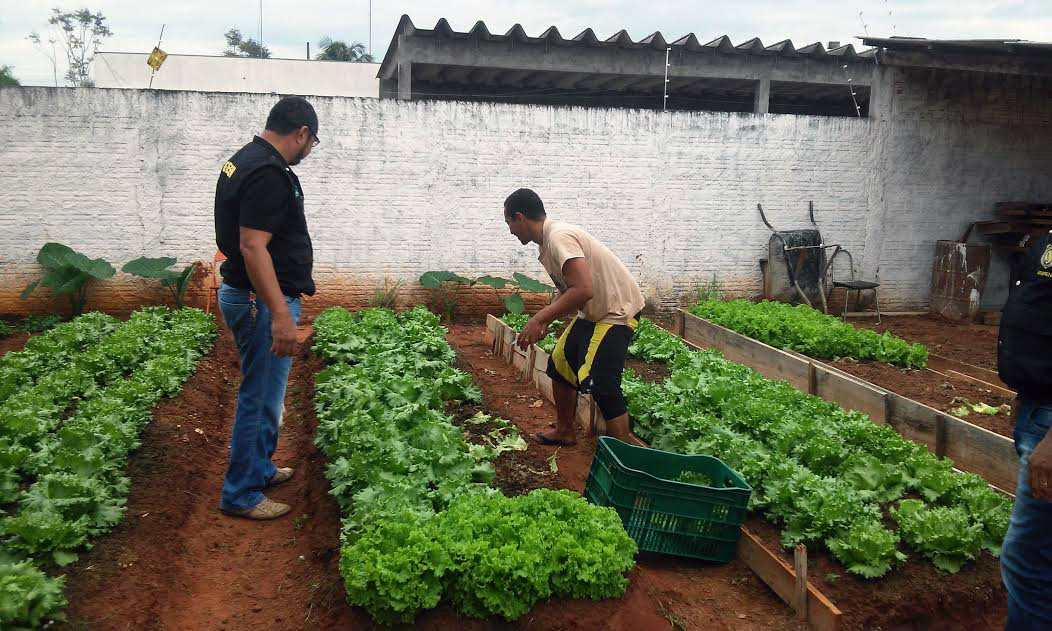 Horta orgânica cultivada em presídio leva refeição a crianças e idosos Agepen MS