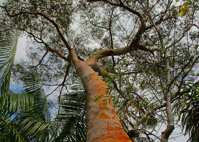 Estudo avalia biodiversidade nas florestas e nas paisagens agrícolas