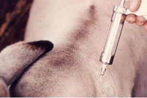 Brasil adota vacina contra aftosa que não deixa rastro do vírus