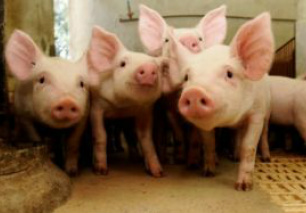 Fazenda dá exemplo de boas práticas ambientais na suinocultura em MS A economia de energia elétrica na fazenda, hoje, é de aproximadamente R$ 450 por mês