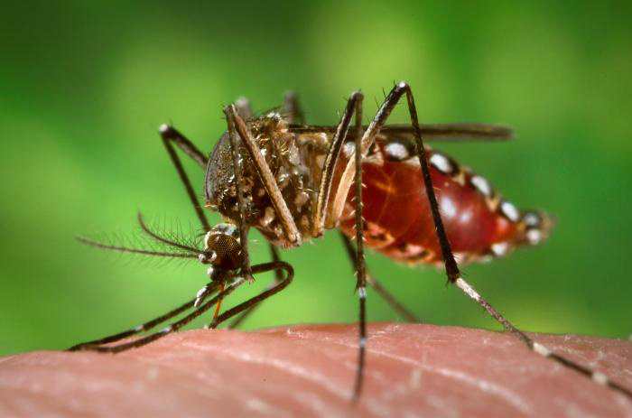 Secretaria de Saúde confirma casos de febre amarela em macacos no DF O Aedes aegypti é um dos principais vetores da febre amarela no Brasil.
