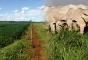 Embrapa realiza Dia de Campo sobre iLPF em MS