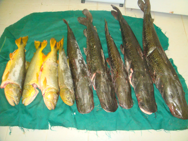 PMA autua paulista com 56 kg de pescado irregular
