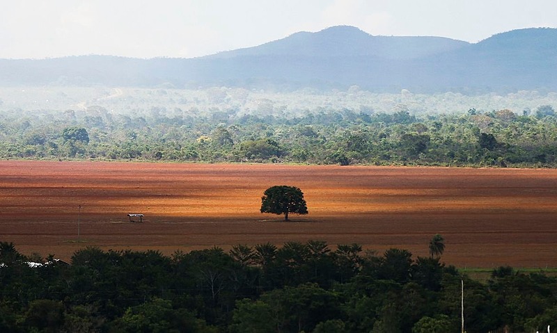 O cerrado já perdeu 51% de sua área original - Marcelo Camargo/Agência Brasil