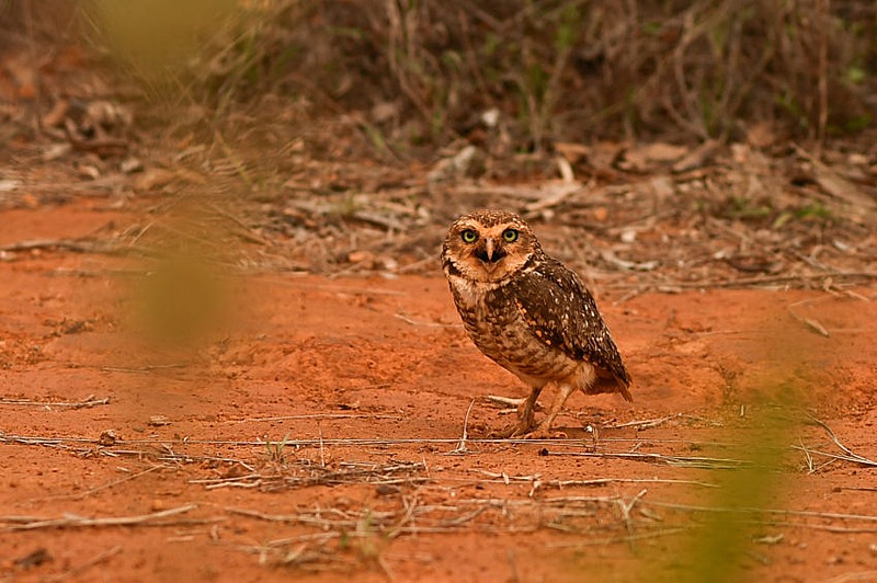 Agroecologia defende práticas e saberes tradicionais para preservar e recuperar biodiversidade / André Borges/Agência Brasília