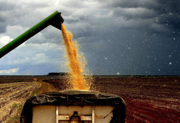 Mato Grosso do Sul já colheu 50% da safra