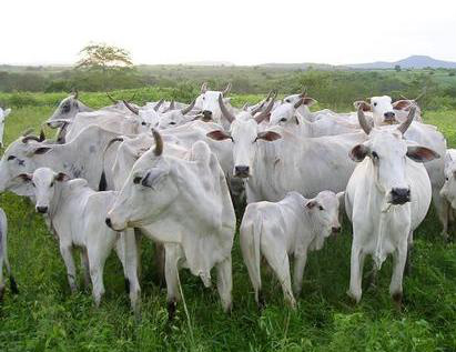 Cotação do Boi Gordo no Mato Grosso do Sul