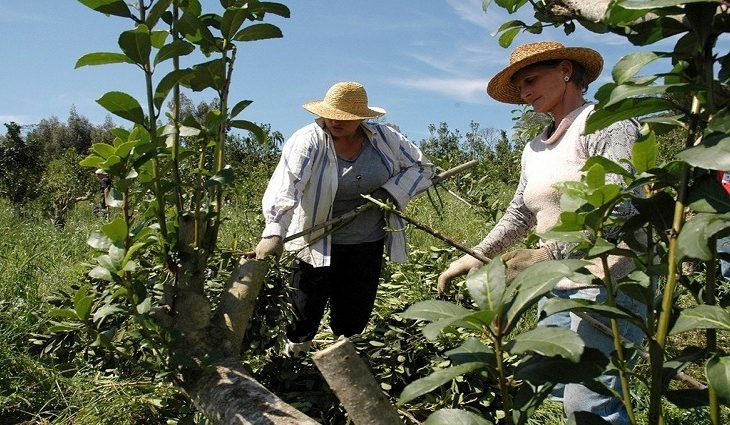 Governo amplia prazo de benefício fiscal para indústria de erva-mate Governo amplia prazo de benefício fiscal para indústria de erva-mate