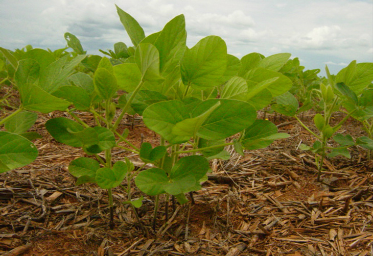 Plantio de soja atinge 22,5% da área no Brasil