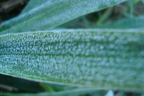 Geada atinge canaviais, mas eventuais danos ainda não podem ser mensurados Geada atinge canaviais, mas eventuais danos ainda não podem ser mensurados