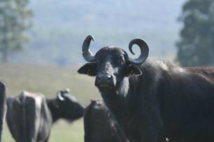 Estudo da USP teve como objetivo entender mecanismos que regulam temperatura corpórea dos animais