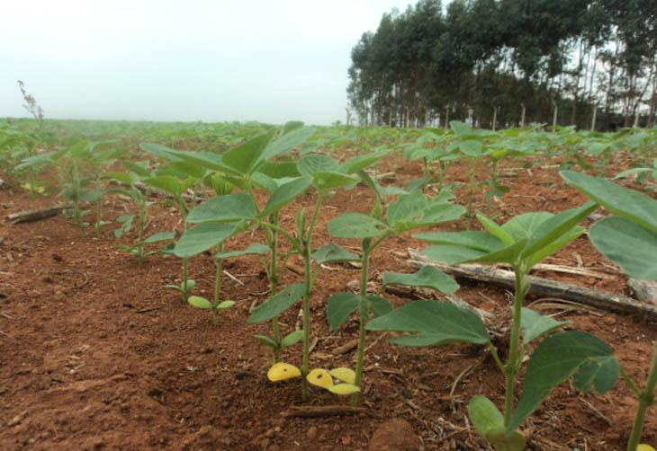 Embrapa pede cautela na antecipação da semeadura de soja em Mato Grosso do Sul