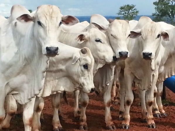 Alta do boi casado torna mais vantajosa a venda de carne com osso resultado (13,7%) está abaixo da média histórica, de 15,0%, no entanto, está melhor em relação à semana passada, quando chegou a 8,4% / Foto: Divulgação
