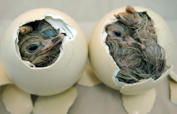 Vendas externas de ovos férteis quase dobram de volume em dois anos